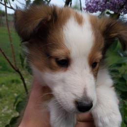 Shetland Sheepdog Puppies from Rose Hill Farm