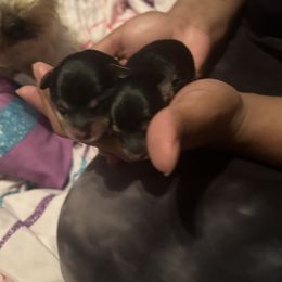 Girl 1 - Black and tan Yorkipoo puppy in Elizabeth City, North Carolina from Furry Friends