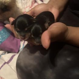 Girl 1 - Black and tan Yorkipoo puppy in Elizabeth City, North Carolina from Furry Friends