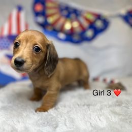 Girl 3 - Cream female Dachshund puppy in Nederland, Texas from M & M Pups