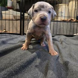 Yellow collar - Merle male Great Dane puppy in Ulen, Minnesota from Hogenson Family Farm