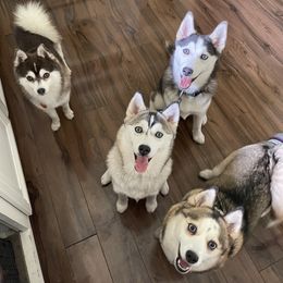 Pomsky puppies from GrizzLee Bears Perfect Pomskies