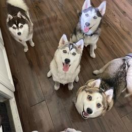 Pomsky puppies from GrizzLee Bears Perfect Pomskies
