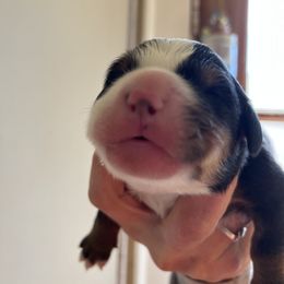 Girl 2 - Bernese Mountain Dog puppy in Ceres, Virginia from Foggy Mountain Berners and Doodles