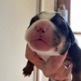 Girl 2 - Bernese Mountain Dog puppy in Ceres, Virginia from Foggy Mountain Berners and Doodles