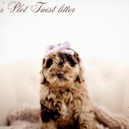 Fate - Merle female Goldendoodle puppy in Athens, Alabama from Brewing Doodles