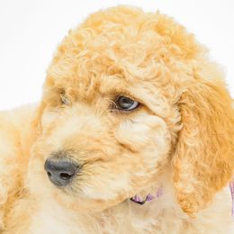 Poodle Puppies from DoodleHaven