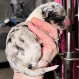 Clover - Blue merle female Australian Shepherd puppy in Anniston, Alabama from All Hale Aussies