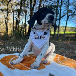 Snow White - Black and white female German Shorthaired Pointer puppy in Dugspur, Virginia from Pilgrims Trails Shorthairs