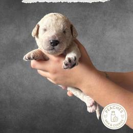 Butter - Cream male Labradoodle puppy in Kingman, Arizona from The Dood Ranch