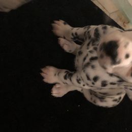 Dalmatian Puppies from Revere Dalmatians