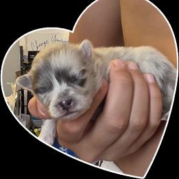 Mini Mini - Blue merle male Pomeranian puppy in Mays Landing, New Jersey from KB Pom Pups