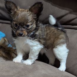 Girl 1 - White and sable female Papillon puppy in Joshua, Texas from Summertime Kennels