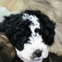 Boy2 - Black and white male Cavapoo puppy in Medina, Ohio from Momma's Minis