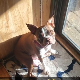 Mi'Lee - Boston Terrier