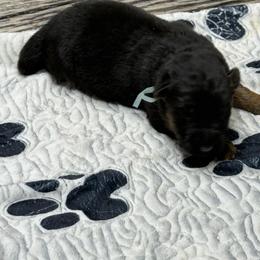 Luna male - Black and red male German Shepherd puppy in Herrick, South Dakota from Dakota Shepherds Kennels