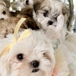 Biewer Terriers, Morkies, and Yorkshire Terriers from Kimora’s Kreation’s Kennel