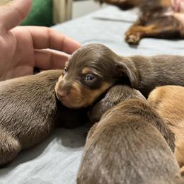 Dachshund Puppies from Johnson’s Weiner Farm