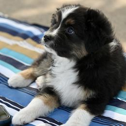 Zach - Black tri male Toy Australian Shepherd puppy in Wichita Falls, Texas from Shooting Stars Ranch Toy and Mini Aussies