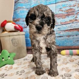 Seth - Blue merle male Aussiedoodle puppy in Lebanon, Missouri from Perkins Pups