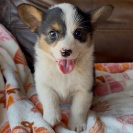 Autumn - Black and tan female American Corgi puppy in Graham, Texas from Wild West Corgis