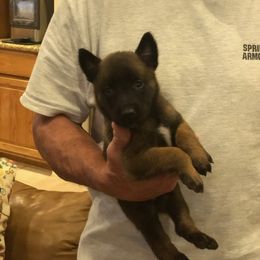 Belgian Malinois Puppies from Tactimal K9 Kennels