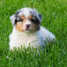 Coors - Blue merle male Australian Shepherd puppy in Cape Girardeau, Missouri from Promise Keeper Kennel
