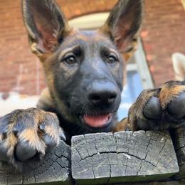 Intel (Tell-ee) - Sable female German Shepherd puppy in Crown Point, Indiana from Nordwolfe