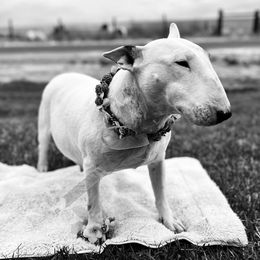 Nim - White black and tan female Bull Terrier puppy in Sprauge, Washington from Mark My Words Bull Terriers