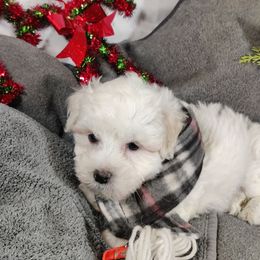 Santi - White male Coton de Tulear puppy in Westfield, North Carolina from Legacy Pets