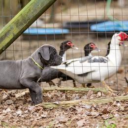 Cane Corso Puppies from Coastal View Kennels