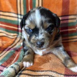 Buck - Blue merle male Miniature Australian Shepherd puppy in Artesia, New Mexico from Rocking Aussies
