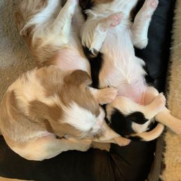 Cavalier King Charles Spaniel Puppies from Ohana Cavalier King Charles Spaniels