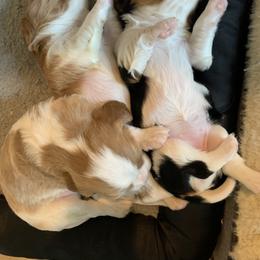 Cavalier King Charles Spaniel Puppies from Ohana Cavalier King Charles Spaniels