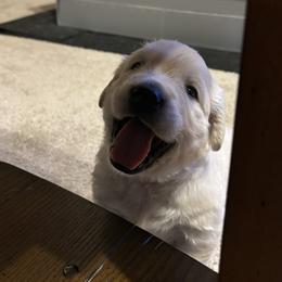Lucky - Light golden male Golden Retriever puppy in Franklin, Indiana from Abundant Grace Goldens