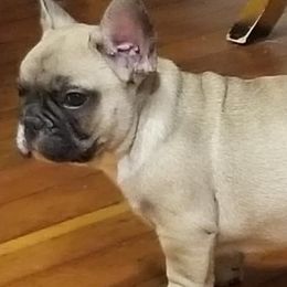 French Bulldogs from SpoCo's French Bulldogs