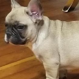 French Bulldogs from SpoCo's French Bulldogs