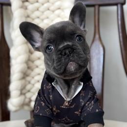 UNO - Liver male French Bulldog puppy in Gurnee, Illinois from Le Luxe Frenchies