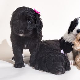 Bernedoodle Puppies from Sugarcreek Haven Bernedoodles