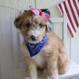 Missy - Red female Companion Cross puppy in Smallett, Missouri from Leshas Whoodles