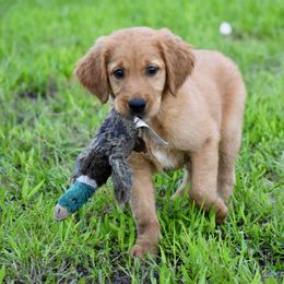 Purple - Dark golden male Golden Retriever puppy in Gober, Texas from Trigger Time Kennels