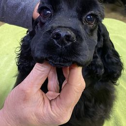 Cocker Spaniel puppies from Lapoco
