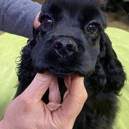 Cocker Spaniel puppies from Lapoco