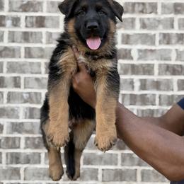 German Shepherd Puppies from vomkdbanksgermanshepherds