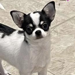 Noodle - Chihuahua