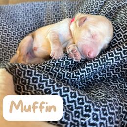 Muffin - Cream female Labradoodle puppy in Lubbock, Texas from Lucky Labradoodles