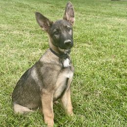 Tan Collar - Sable female German Shepherd puppy in Mc Loud, Oklahoma from Hilbun Family Kennels