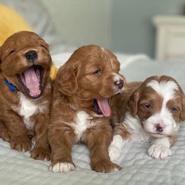 Goldendoodle puppies from Pond Town Pups