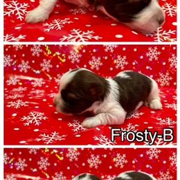 Havanese Puppies from Havareese Havanese