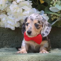 Freckles - Dapple male Dachshund puppy in Woodbine, Georgia from Walker's Minidachs